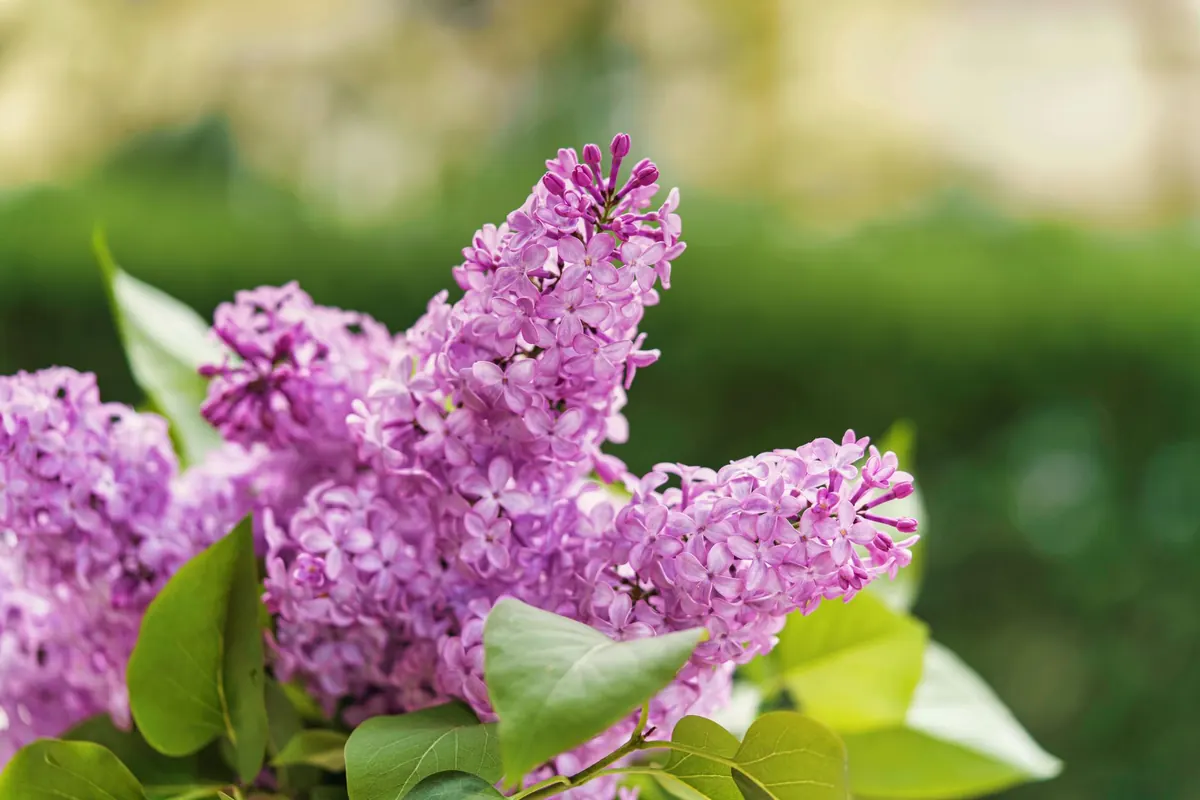 Beginner's Guide to Growing Lilacs in the UK