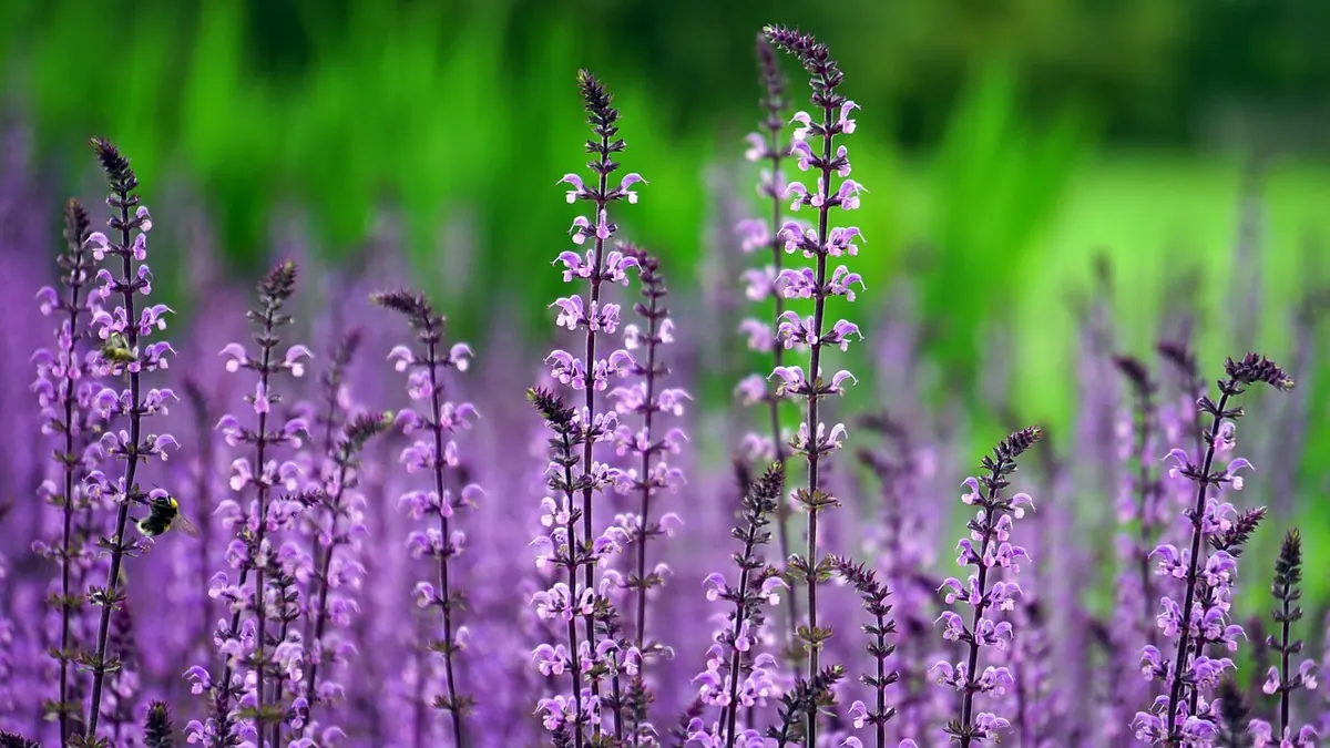 Best Lilac Varieties for Small UK Gardens