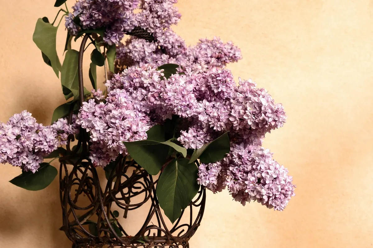 Early, Mid and Late Lilacs: A Bloom-Time Comparison for UK Gardens